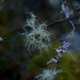 lichen-on-birch-twigs